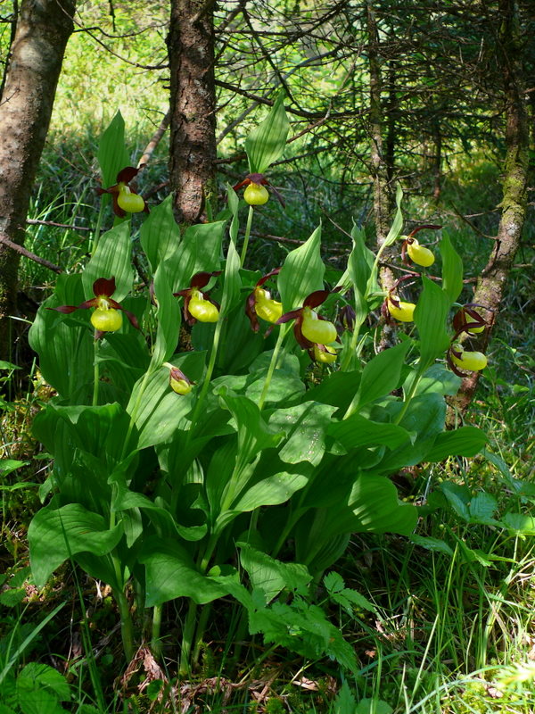 Cypripedium calceolus....  la pi bella del reame